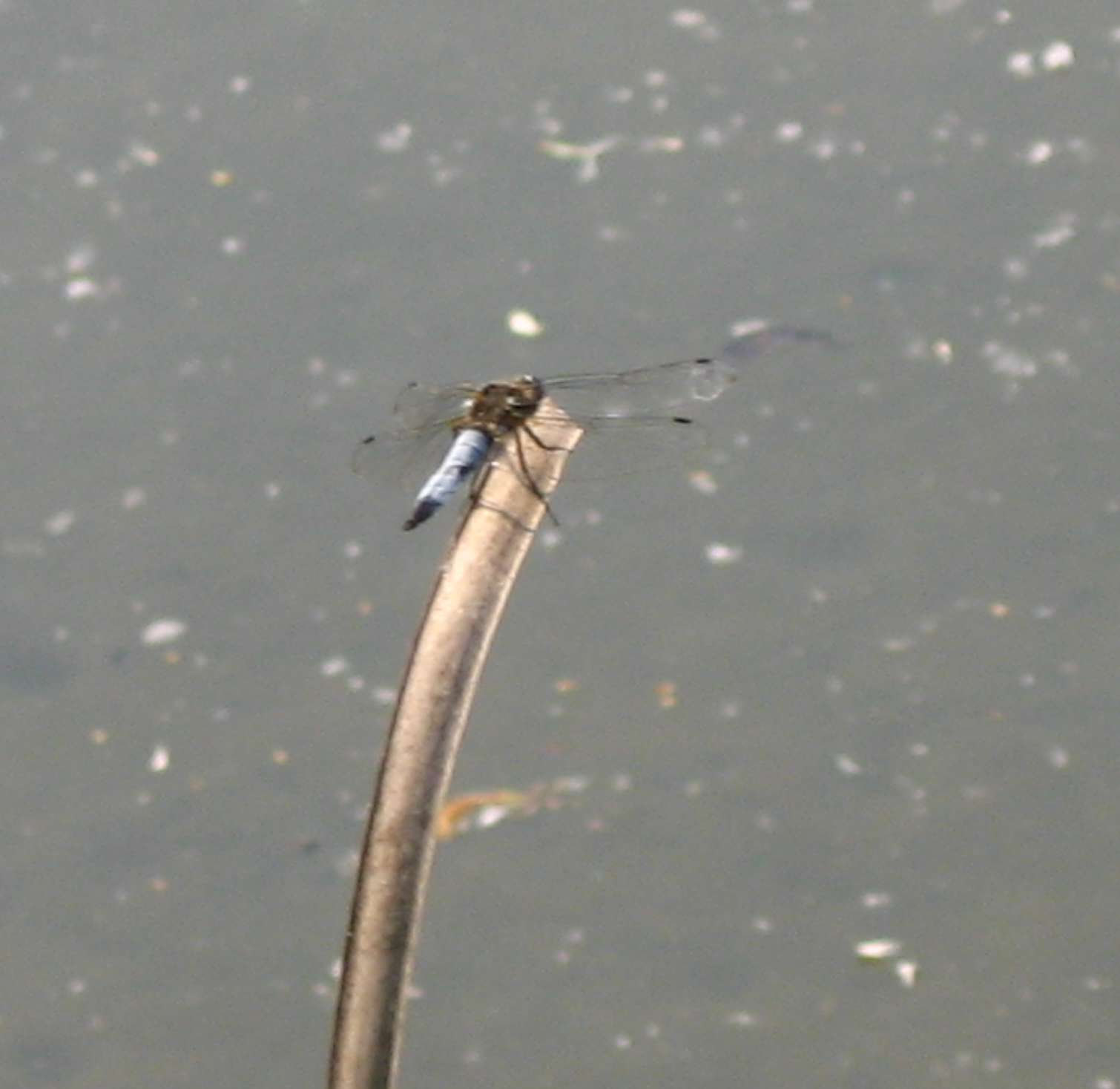 libellula da identificare